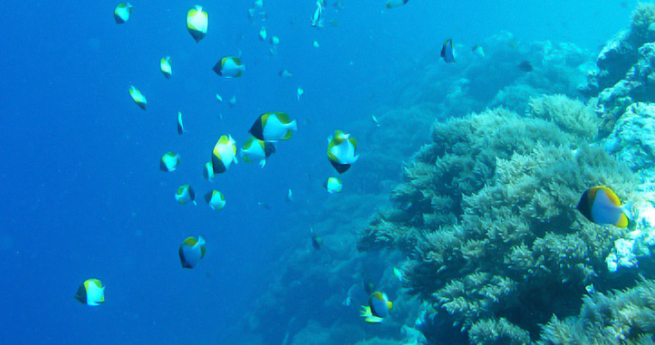 Experience Diving in Palau